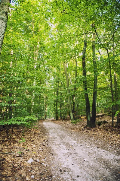 Vía forestal — Foto de Stock