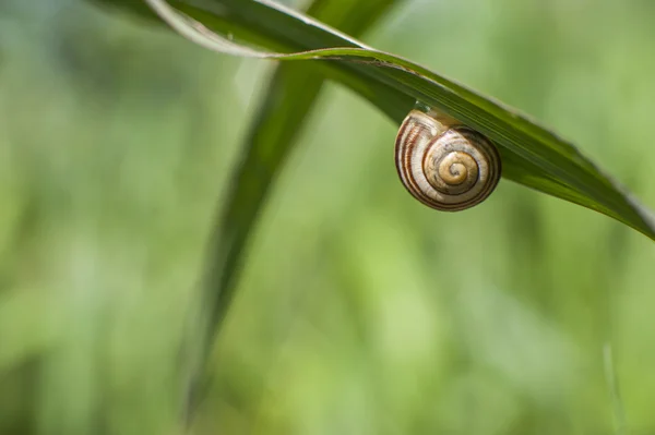 Sluiten van een slak — Stockfoto