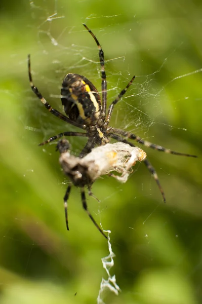 Araignée sur l'attaque d'insectes — Photo