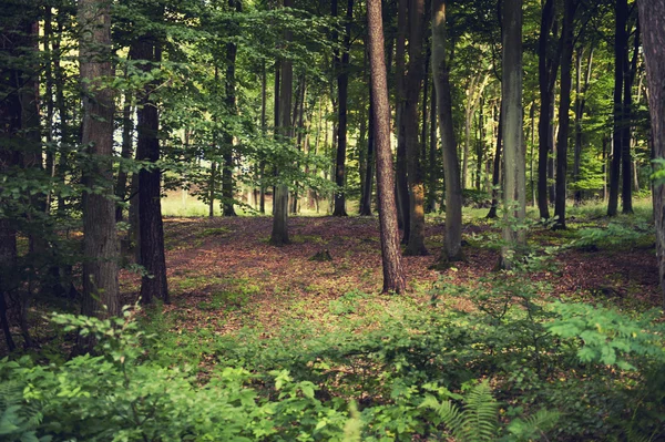 Vía forestal — Foto de Stock