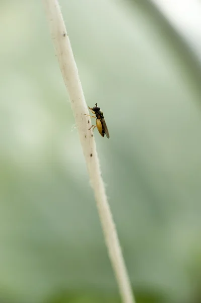 Крупный план мухи — стоковое фото