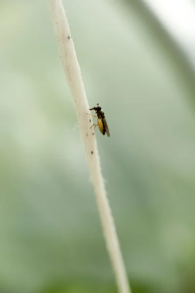 Close-up de uma mosca — Fotografia de Stock