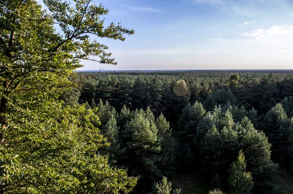 Hermosa vista del paisaje en la parte superior del bosque —  Fotos de Stock