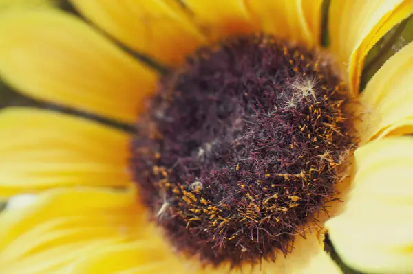 Çiçekli ayçiçeği — Stok fotoğraf