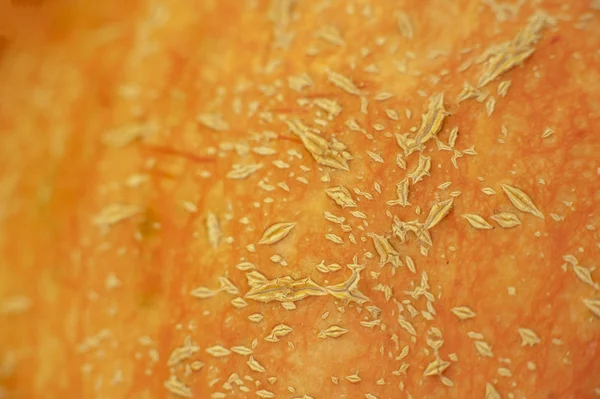 Close-up pumpkin — Stock Photo, Image