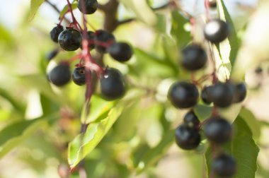 Aronia meyve