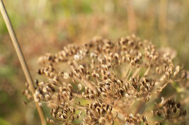 baharatlar ve otlar yakın çekim