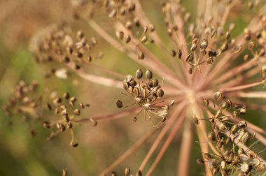 baharatlar ve otlar yakın çekim