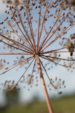 baharatlar ve otlar yakın çekim