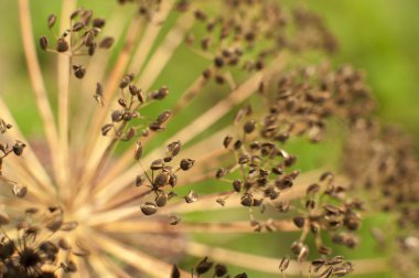 baharatlar ve otlar yakın çekim