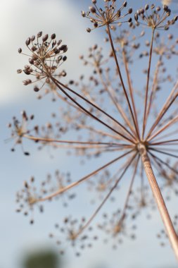 baharatlar ve otlar yakın çekim