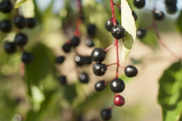 Aronia owoce — Zdjęcie stockowe