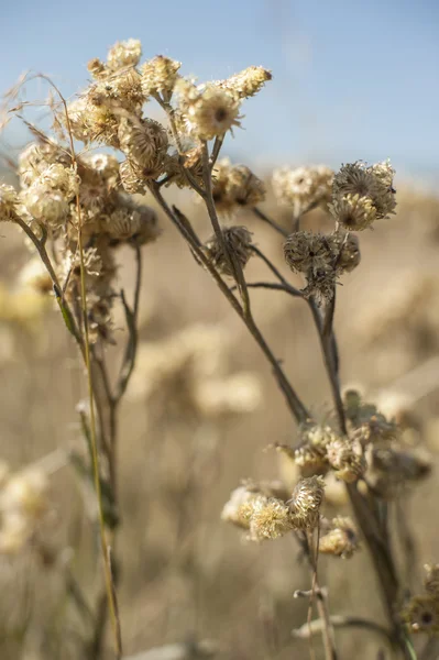 Wildblumen — Stockfoto