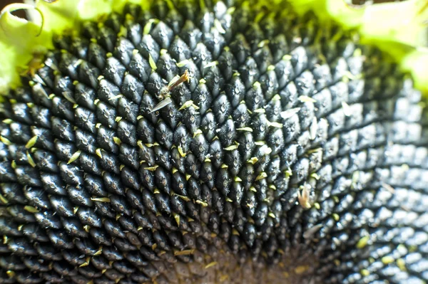 Olgun bir ayçiçeği Close-Up — Stok fotoğraf
