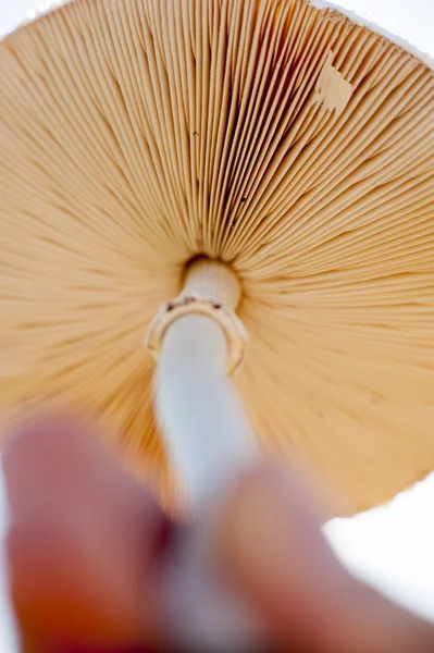 Giftige paddestoelen — Stockfoto