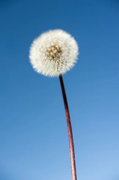 Wild flower - dandelion ( blowball ) — Stock Photo, Image