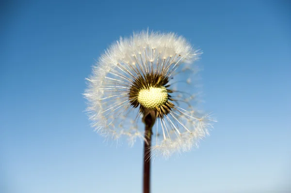Дикий цветок - одуванчик (blowball  ) — стоковое фото