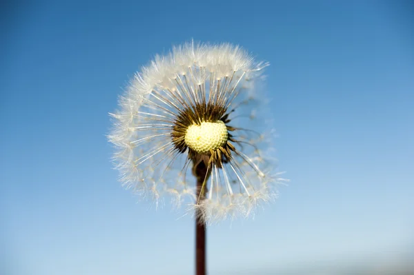 Дикий цветок - одуванчик (blowball  ) — стоковое фото