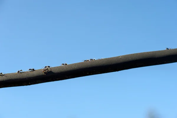 Mravenci pochodují černé čáry — Stock fotografie