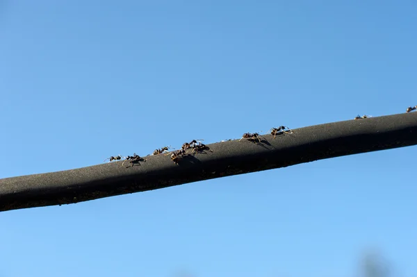 Myror marscherar till de svarta linjerna — Stockfoto