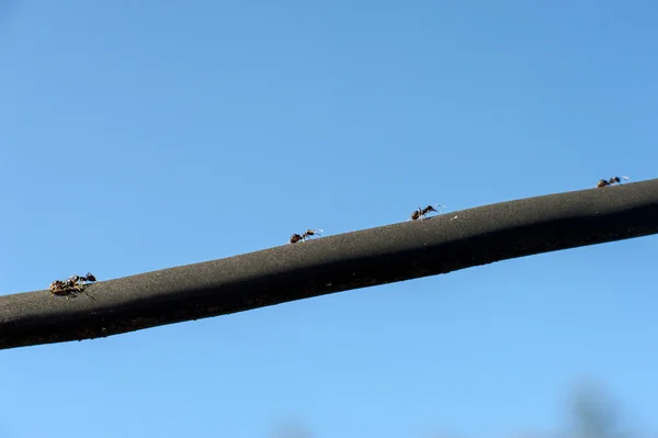 Ameisen marschieren zu den schwarzen Linien — Stockfoto