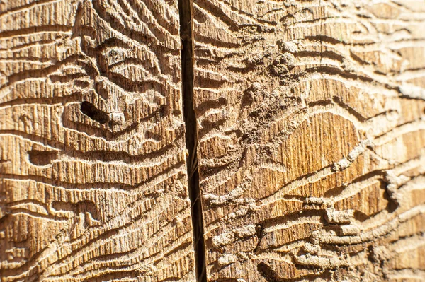 Korytarze kory chrząszcze w martwym drewnem — Zdjęcie stockowe