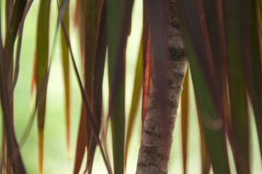 küçük palmiye ağacı