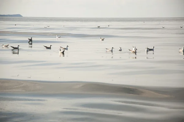 海水中のカモメは — ストック写真