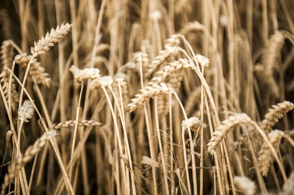 Rendimiento de grano en otoño —  Fotos de Stock