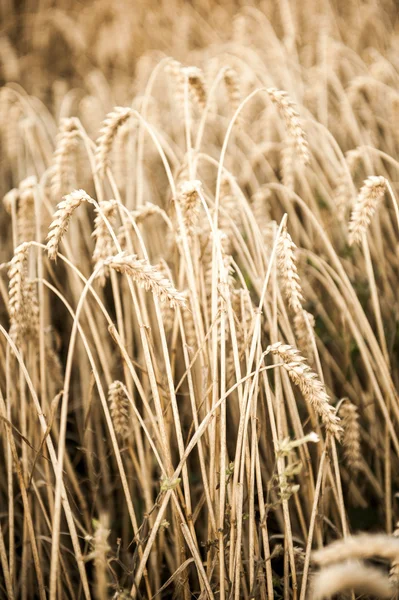 Rendimiento de grano en otoño — Foto de Stock