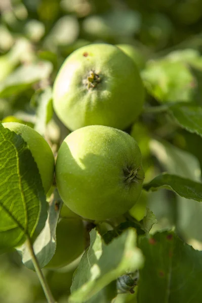 Érlelt zöld alma — Stock Fotó