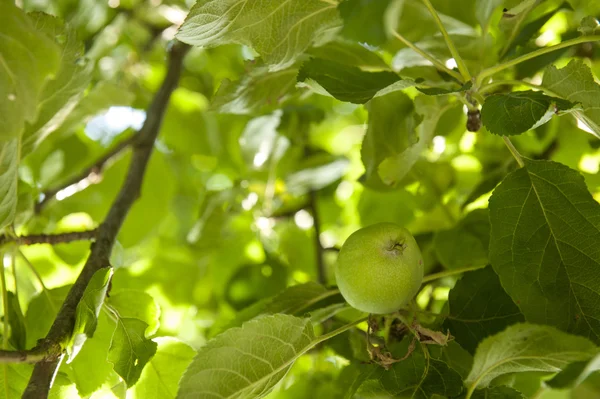 Ripened green apple — Stock Photo, Image