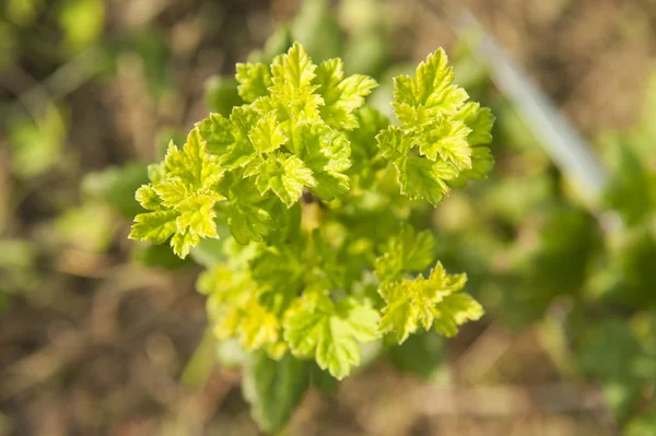 Schwarze Johannisbeere — Stockfoto