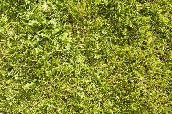 Травяная поверхность — стоковое фото