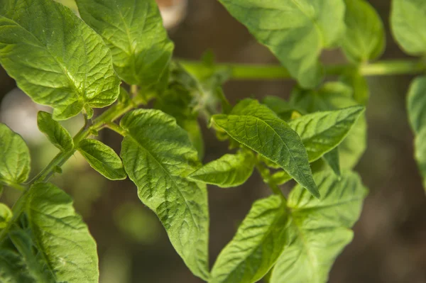 Fábrica de tomate — Fotografia de Stock