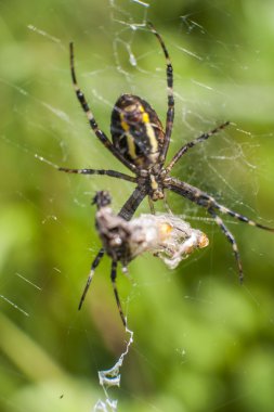 örümcek böcek saldırısı