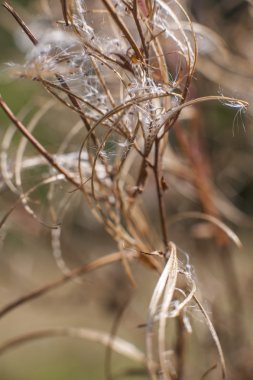 baharatlar ve otlar yakın çekim