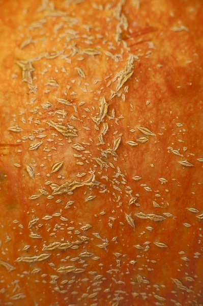 Close-up pumpkin — Stock Photo, Image