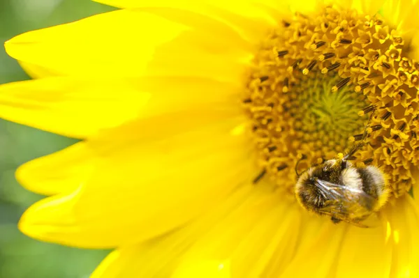 Blühende Sonnenblume — Stockfoto