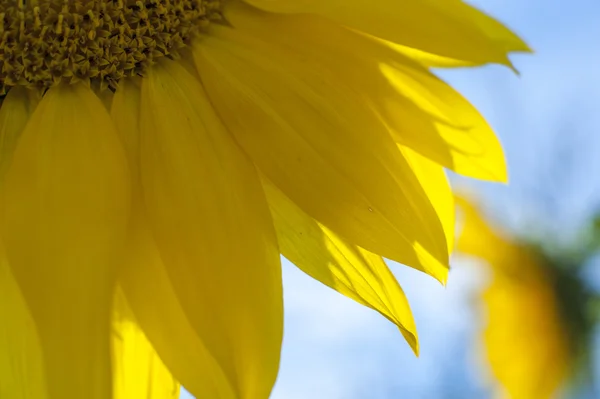 Blühende Sonnenblume — Stockfoto