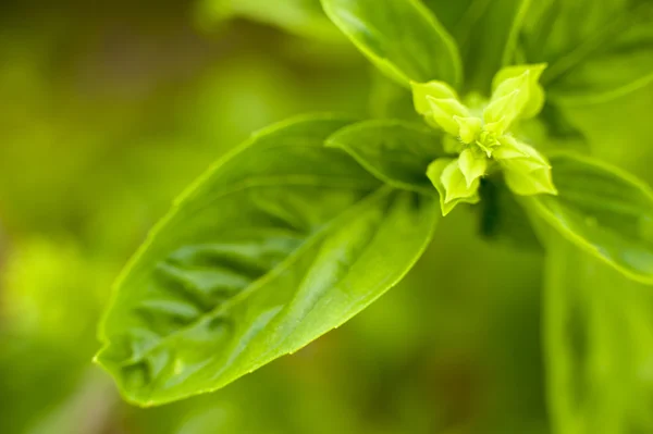 Rempah-rempah dan herbal close-up — Stok Foto