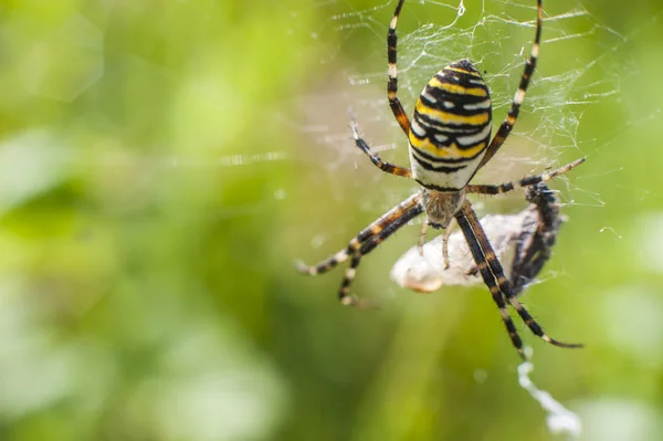 Araignée sur l'attaque d'insectes — Photo