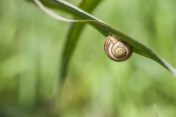 Sluiten van een slak — Stockfoto