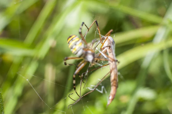 Araignée sur l'attaque d'insectes — Photo