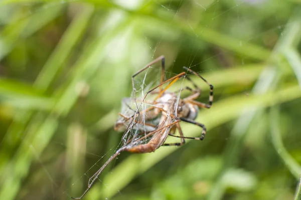 Pavouk na napadení hmyzem — Stock fotografie
