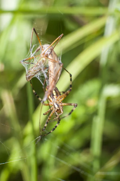 Spinne auf Insektenangriff — Stockfoto
