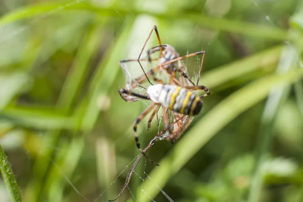 Araignée sur l'attaque d'insectes — Photo