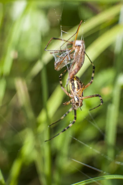 Araignée sur l'attaque d'insectes — Photo