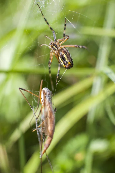 Araignée sur l'attaque d'insectes — Photo