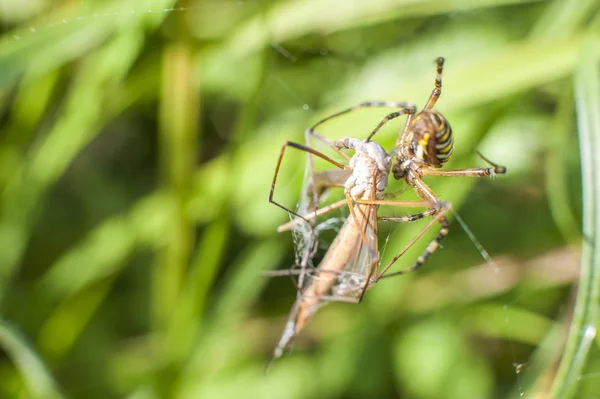 昆虫の攻撃にクモ — ストック写真